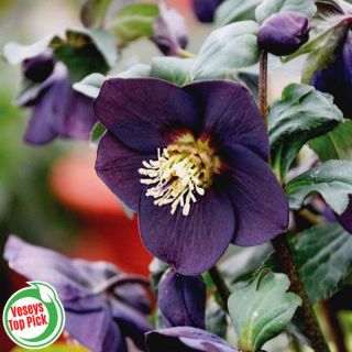 New York Night Helleborus Thumbnail